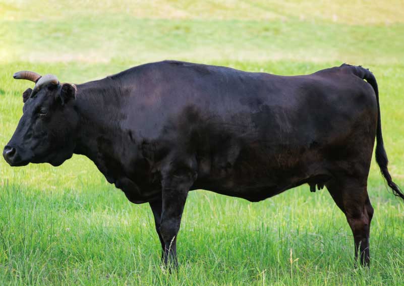 和牛と国産牛の違いについて 和牛の種類 壱岐牛 こやま牧場